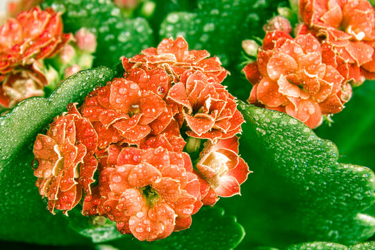 light orange or pale red flower with green leaves Kalanchoe Blossfeld covered with water droplets, selective focus on nearby inflorescences