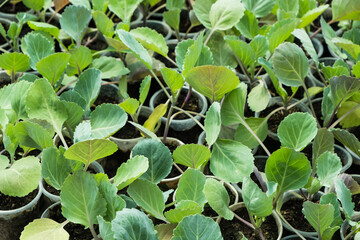 Obraz premium Young sprouts of cabbage seedlings in greenhouse