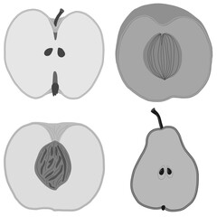 
fruits isolated on white background