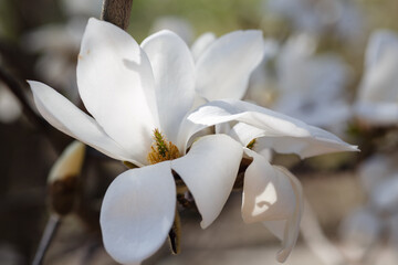 Plakat blooming magnolia flowers on a green background