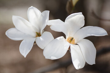 Obraz premium blooming magnolia flowers on a green background