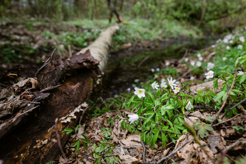 Zawilec gajowy, wczesne kwiaty wiosenne. Wiosna w lesie.