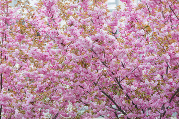 May trees of beautiful cherry blossom sakura