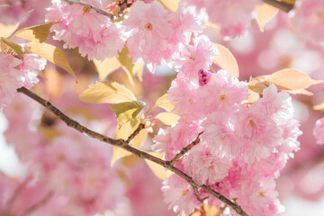 Closeup of beautiful cherry blossom sakura