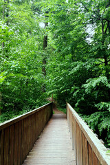 wooden bridge in the forest