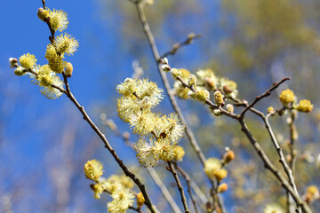 Pussy willows develop into yellow flowers