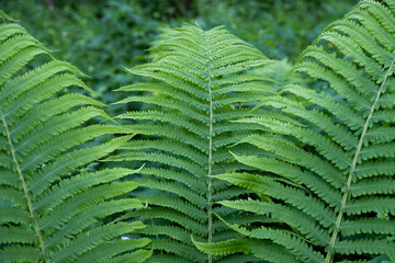 Green flowering fern in spring forest