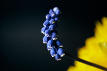 Muscari armeniacum flowers and yellow daffodils with strong contrast on dark background.
