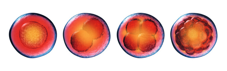 Early stages of embryonic development (embryogenesis) isolated on white. Fertilized egg, 2-cell,4-cell and morula. Cell division (cleavage) and embryo formation.