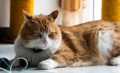 gato pardo