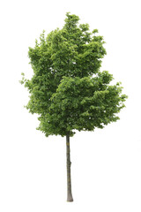 Cut out Maple Tree, isolated on white background
