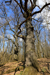 big oaks trees in sprig forest