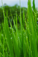 Fototapeta na wymiar Dew drops on green grass. A close look.