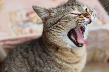 the cat is playing in the garden