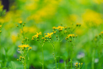 yellow flowers in a field