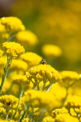 Close-up shot of Shrubby Everlasting (Helichrysum stoechas)