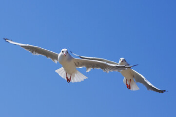 Two seagulls in synchronized flight against the blue sky