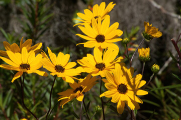 Black Eyed Susan in the sunshine