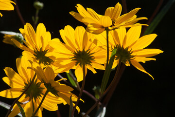 Black Eyed Susan in the sunshine