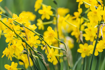 tiny yellow daffodils in Spring