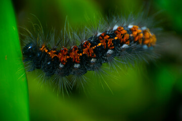 El parasitismo es un tipo de simbiosis, una estrecha relación en la cual uno de los participantes, el parásito, depende del otro, el huésped, y obtiene algún beneficio