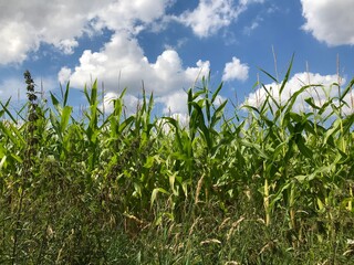 Obraz premium Scenic frontal closeup view of tall green corn field crop with fresh serene blue sky with cumulus clouds 