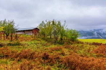 Fototapeta premium Autumn colors at rainy day in Savsat of Turkey