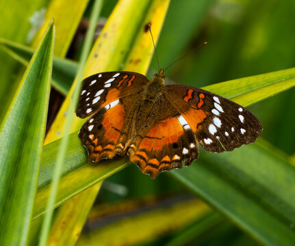「Faboideae」の写真素材 4,392件の無料イラスト画像 Adobe Stock