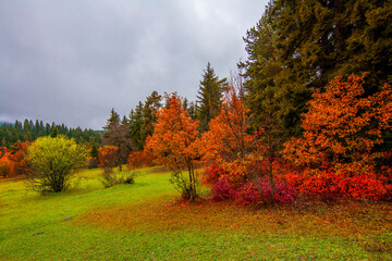 Fototapeta premium Autumn colors at rainy day in Savsat of Turkey