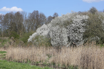 Flowering bush of blackthorn, Prunus spinosa