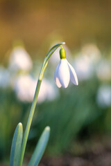 The snowdrop, latin name Galanthus nivalis, white flowers blooming in spring.