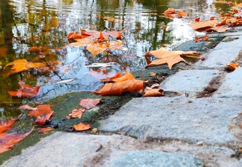 Schwimmende Blätter im Herbst 