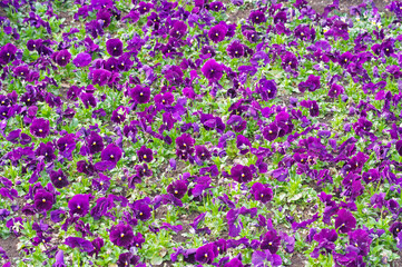 Closeup of colorful pansy flower