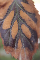 stary  liść  pozostawiony  na  krzewie  widziany  z  bliska - 430017581