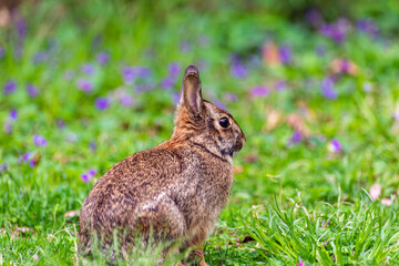 rabbit in the grass
