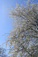 flowering trees in the park