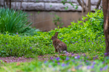 Obraz na płótnie Canvas rabbit in the garden