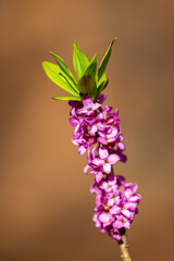 Flowers of Daphne mezereum, know as spurge laurel or spurge olive, on a blurred bacground.