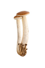 Mushrooms isolated on white background. Honey mushrooms close-up on a white background.
