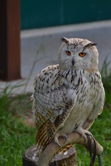 Lechuza o búho en exhibición de cetrería