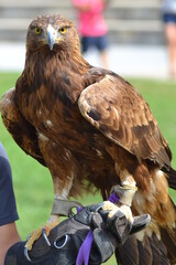 Ave rapaz en exposición de aves