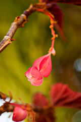 flor roja