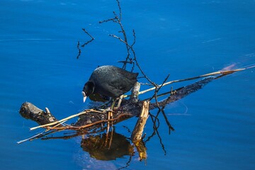 Teichhuhn auf einem Ast über Wasser