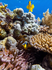 colorful corals and exotic fishes (Nemo fish) at the bottom of the red sea. beautiful natural...