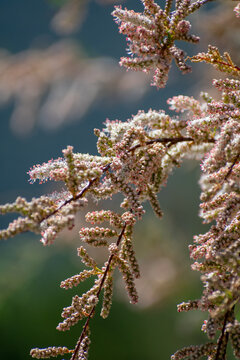 Close-up shot of Saltcedar (Tamarix ramosissima) bloom