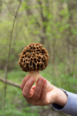 Mushroom common morel in woman hand close