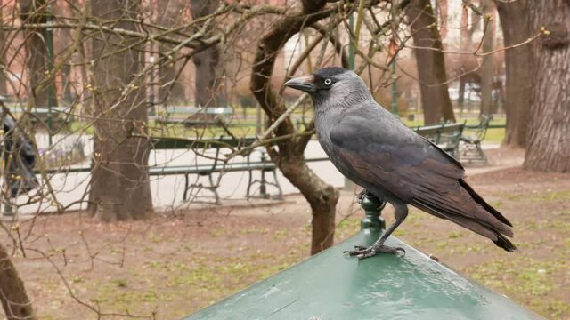 European western jackdaw, corvus monedula, colloeus monedula, grey bird sitting on top of a trashcan outdoors, closeup, detail, natural city scenery, Krakow. Urban birds, nature up close concept