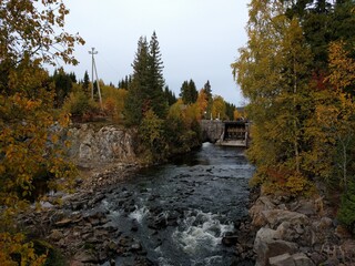 autumn in the forest with a stream of water