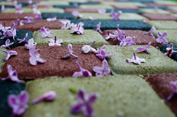 Blooming branch of lilac in the open air blooms in May