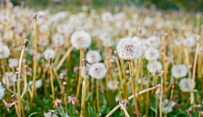 Delicate and light dandelion flowers outdoors